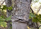 WIRED ALDER 